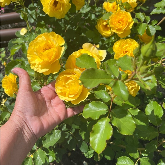 sunshine8802